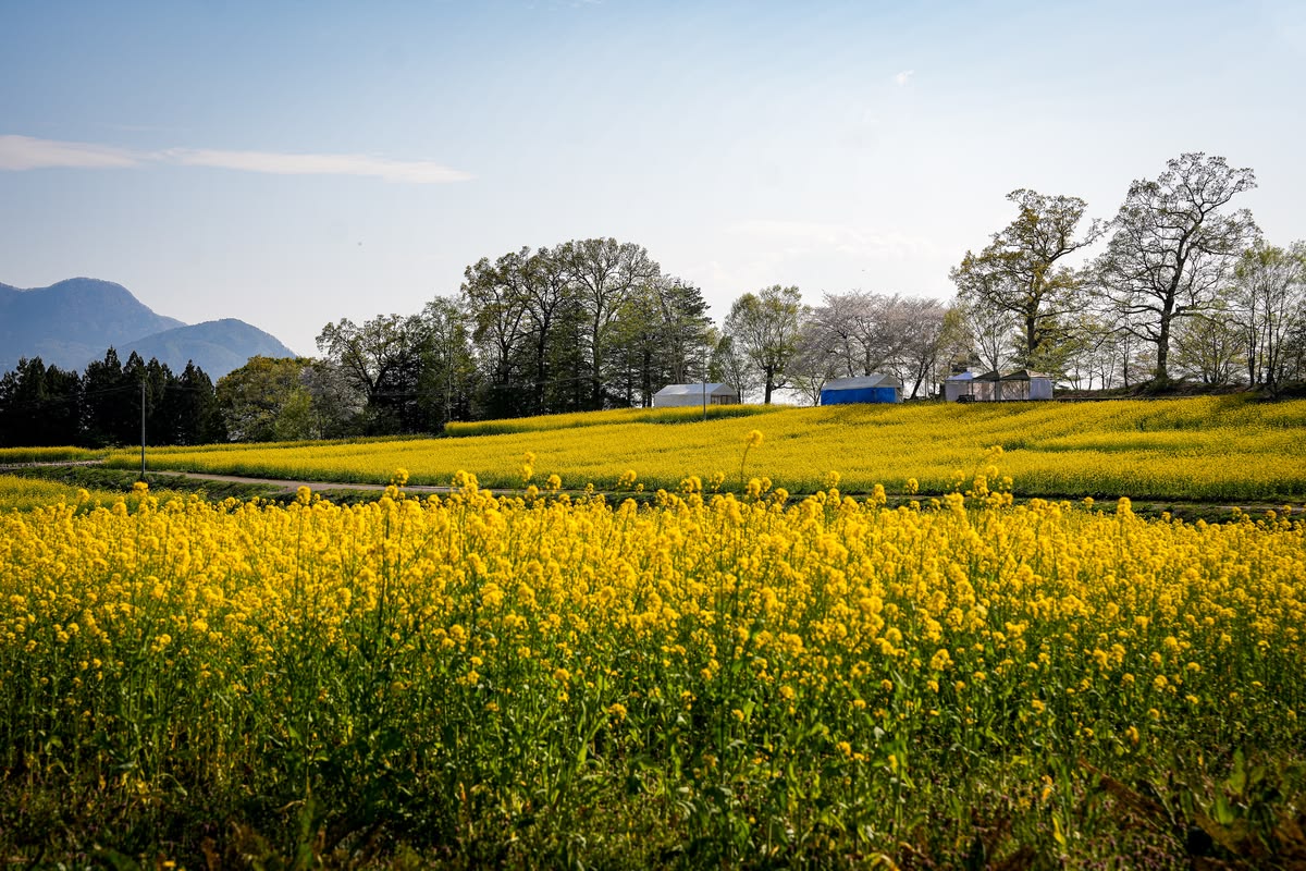 飯山市菜の花公園を歩く｜千曲川と桜を巡る北信の春旅